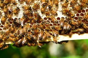 honey-bees-401238_1920